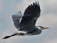 jan 066  Grey Heron : jan